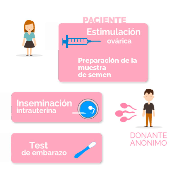 Proceso de Inseminacion Artificial